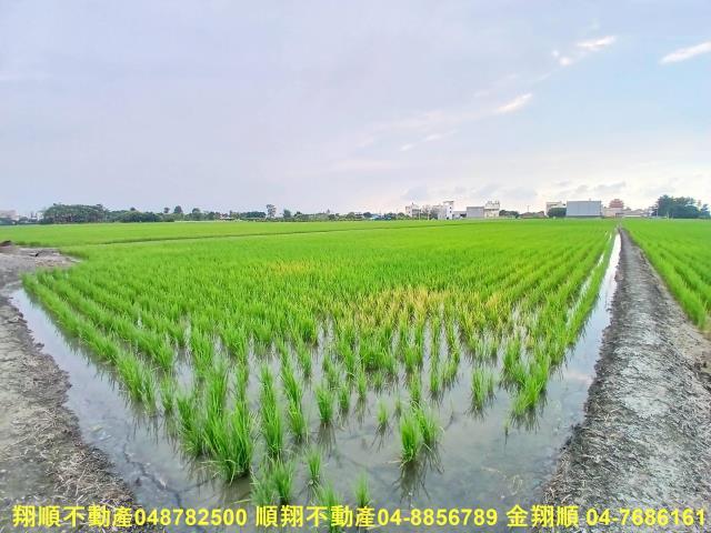 埔心農地-3