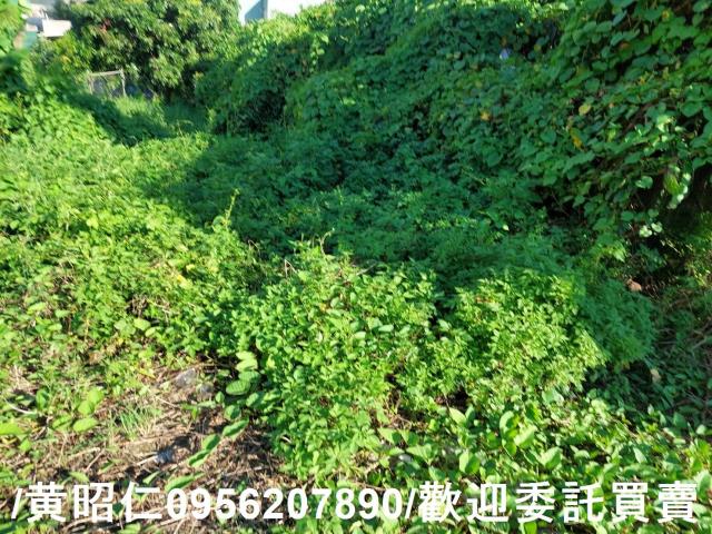 善化建地-4