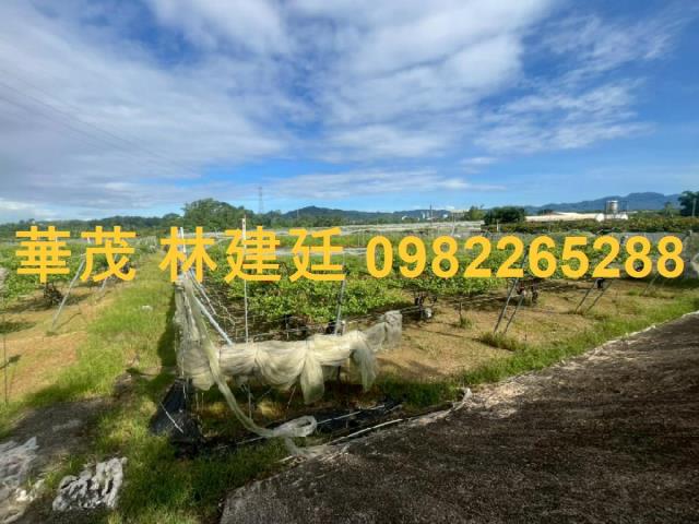 玉井法拍農地-1