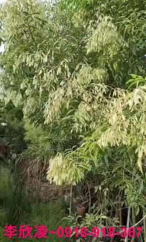 西區農地-3