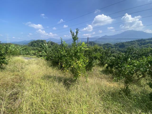 中寮農地-5