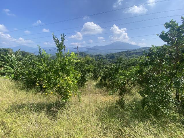 中寮農地-7