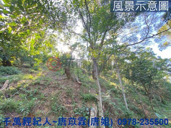北區林地-1