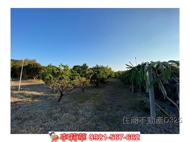 玉井農地-11
