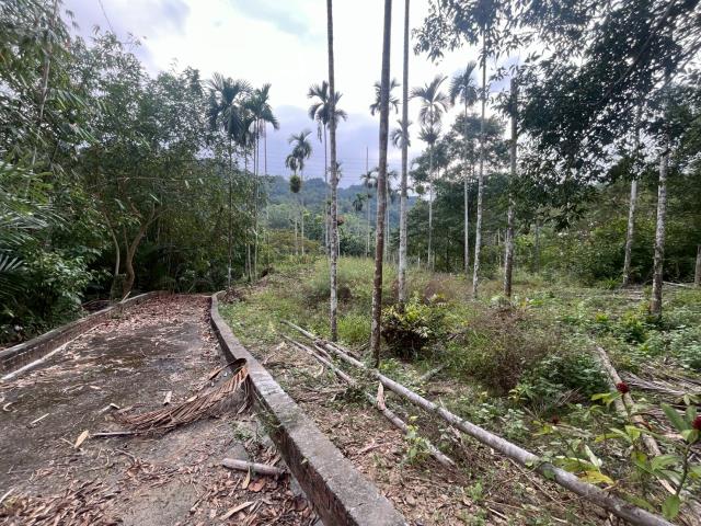 南投鹿谷農地-13