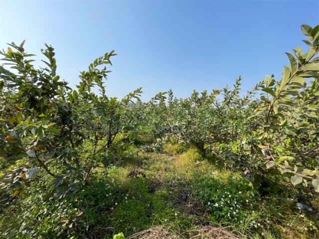 高雄燕巢農地-5