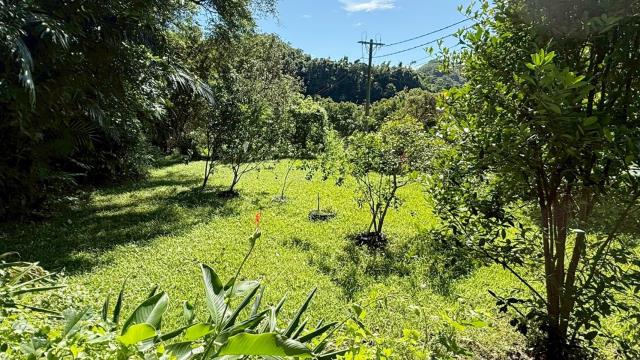 新竹關西農地-12