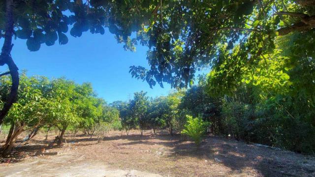 新竹橫山農地-5