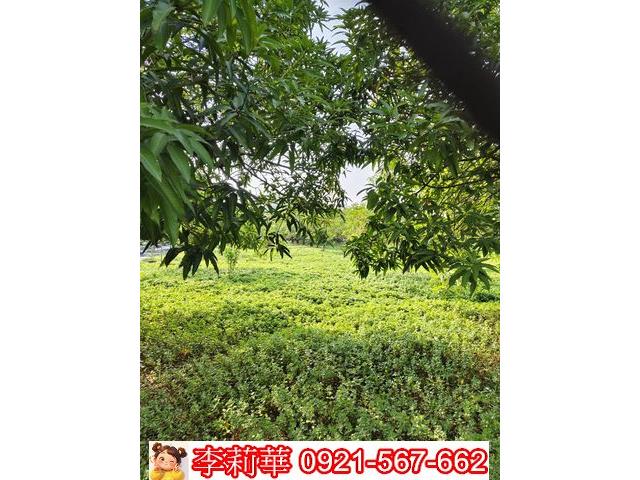 高雄岡山農地-11
