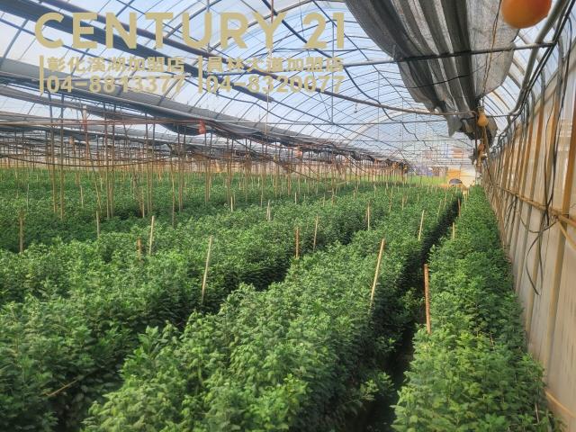 彰化田尾農地-1