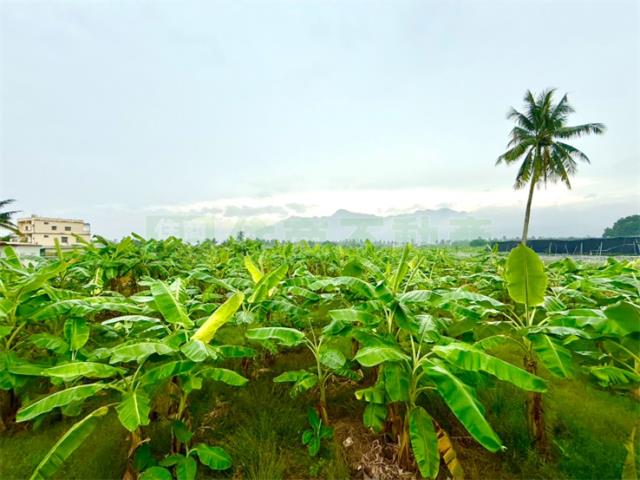 高雄旗山農地-3