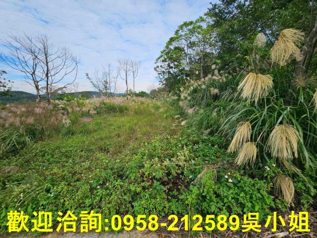 新埔農地-12