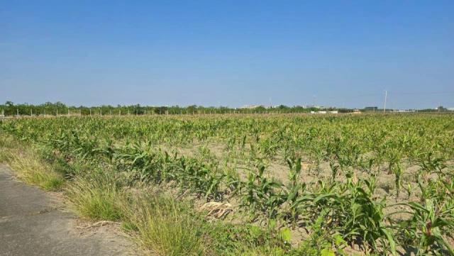 台南麻豆農地-1