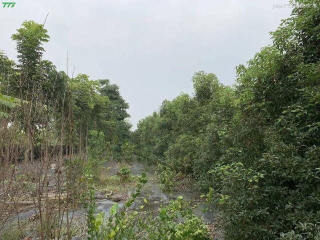 屏東高樹農地-2