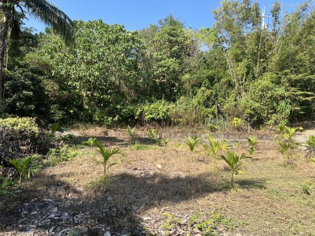 高雄旗山農地-9