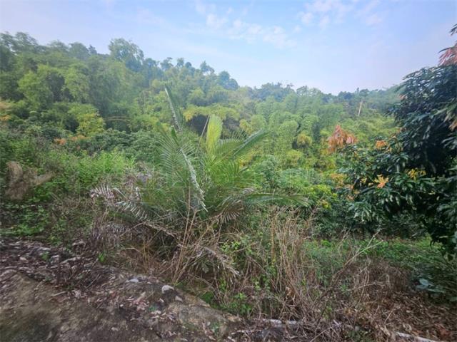 高雄大樹農地-11