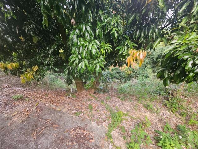 高雄大樹農地-9