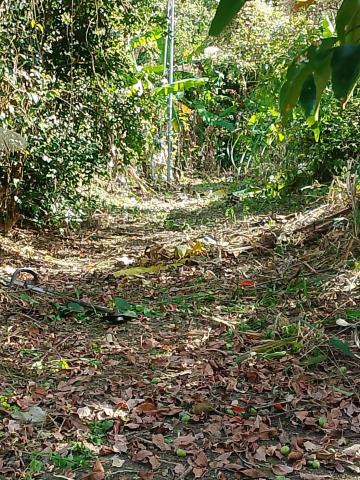 台中太平農地-11