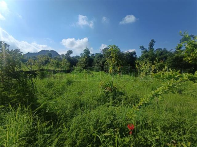 高雄大社農地-10