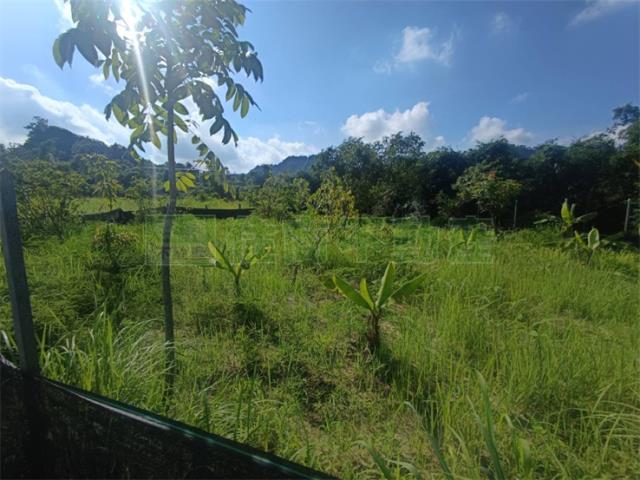 高雄大社農地-11