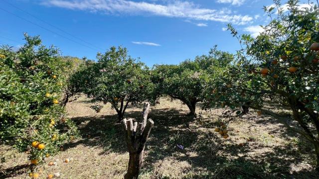 苗栗頭份農地-14