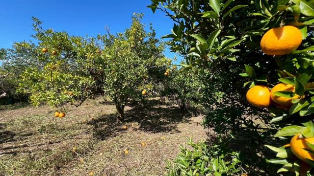 苗栗頭份農地-4