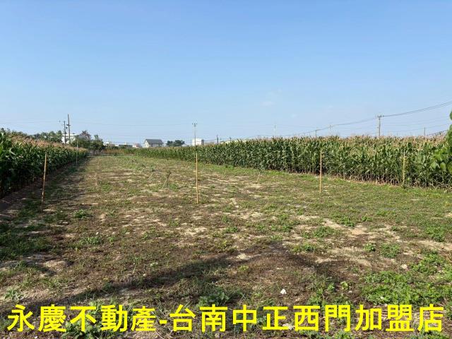 鹽水農地-9