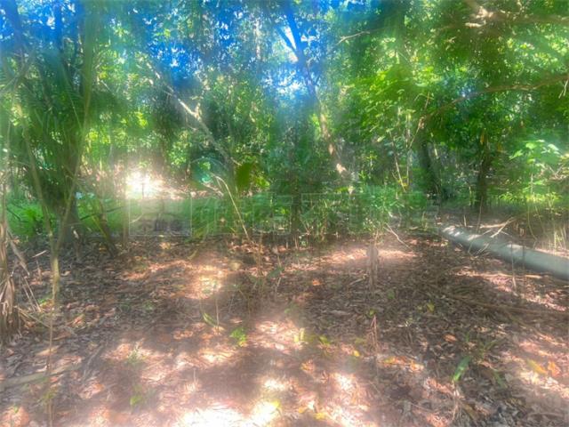 高雄內門農地-1