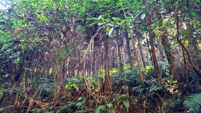 新竹橫山農地-4