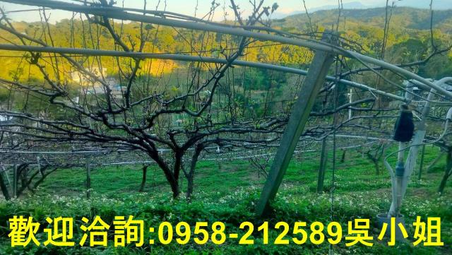 新竹新埔山坡地-8