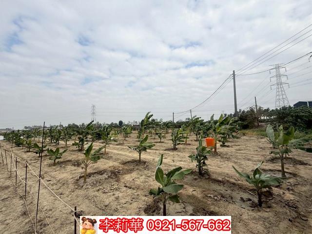 高雄路竹農地-8