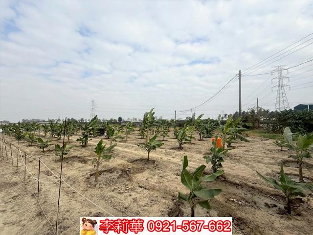 高雄路竹農地-9