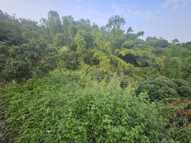 高雄大樹農地-5