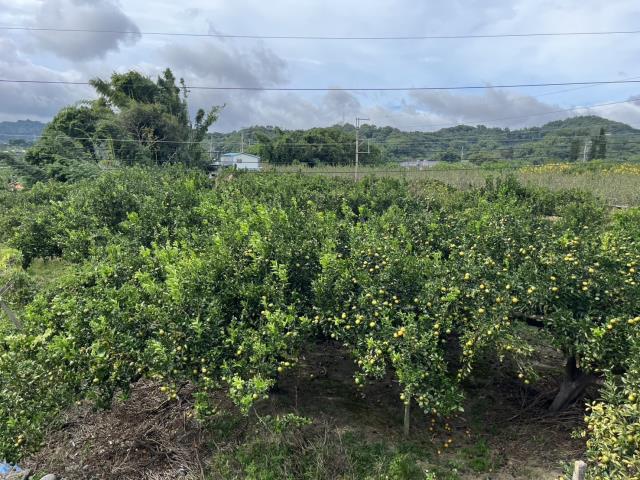 台中東勢農地-8