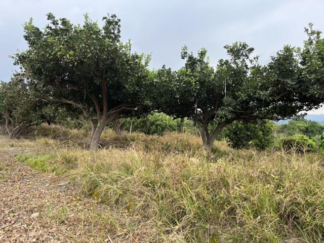 台中東勢農地-9