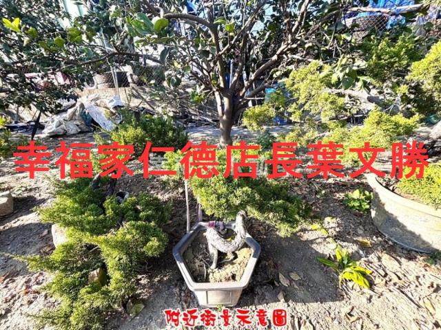 台南麻豆農地-4