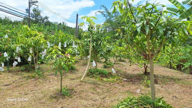 台南左鎮農地-1