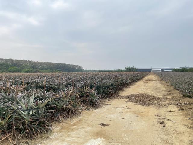 嘉義大林農地-5