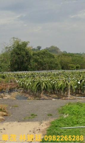 嘉義中埔農地法拍-1