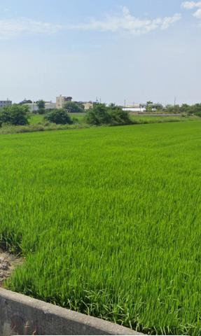 新港農地法拍-12