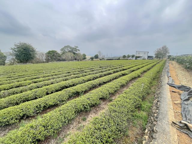 南投名間農地-5