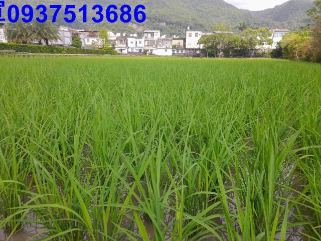 宜蘭壯圍農地-13