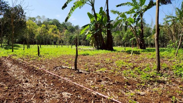 新竹橫山農地-15