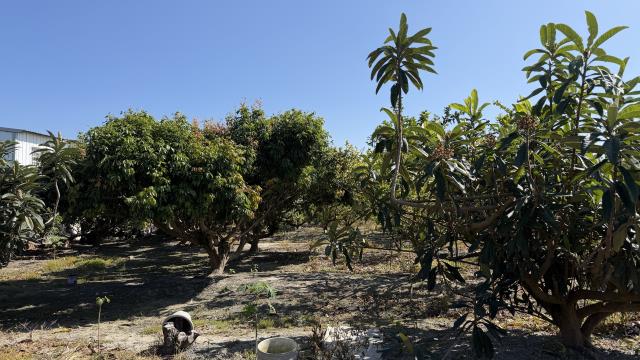 台中后里農地-3