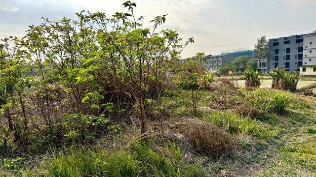 新竹芎林農地-11