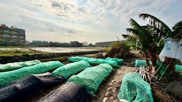 新竹芎林農地-4