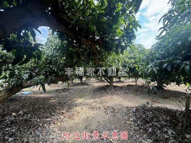 楠西農地-10