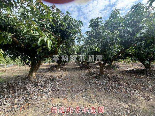 楠西農地-12