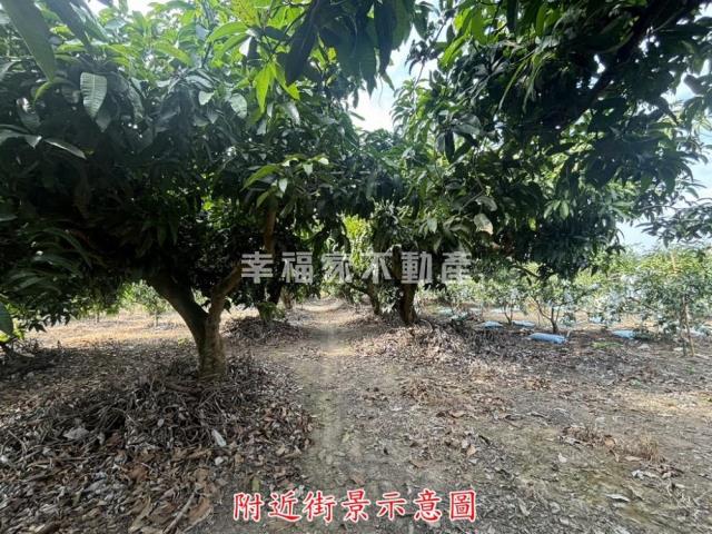楠西農地-9
