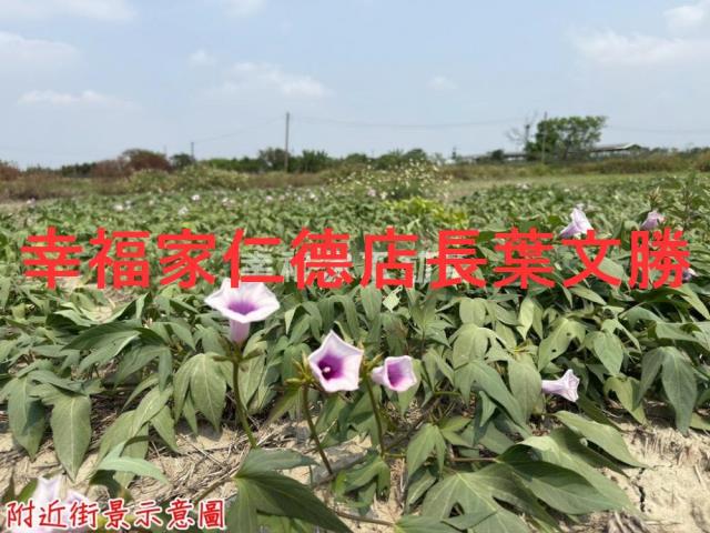 台南農地-15